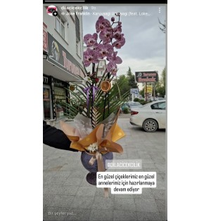 VAZODA ORKİDE