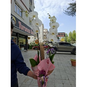 BEYAZ ORKİDE