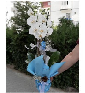 BEYAZ 2 DAL ORKİDE