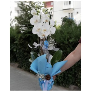 BEYAZ 2 DAL ORKİDE