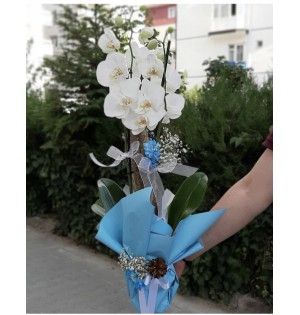 BEYAZ 2 DAL ORKİDE